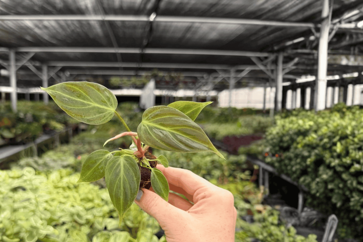 Philodendron El Choco Red Starter Plants (2) - Plug | Philodendron rubrijuvenile