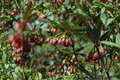 Red Velvet Enkianthus Live Plant 2 Gallon Pot – Enkianthus campanulatus ‘Red Velvet’