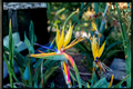 Orange Bird of Paradise Strelitzia reginae - 2 Live Plants