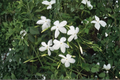 Poet's Jasmine Live Plant Jasminum officinale - Rooted 6-9 Inch Vine