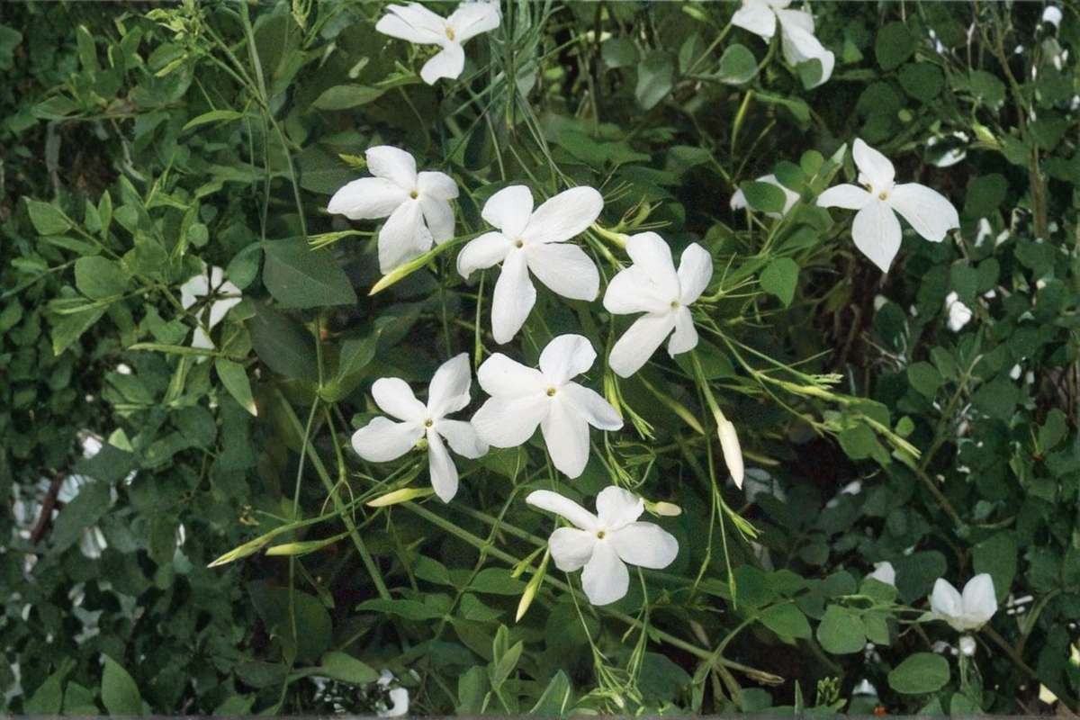 Poet's Jasmine Live Plant Jasminum officinale - Rooted 6-9 Inch Vine