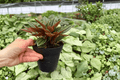 Peperomia Rosso 2 Live Plants in 4-Inch Pots | Peperomia caperata ‘Rosso’