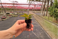 Philodendron Florida Bronze - 2 Live Starter Plants, Bare Root in Soil Pod