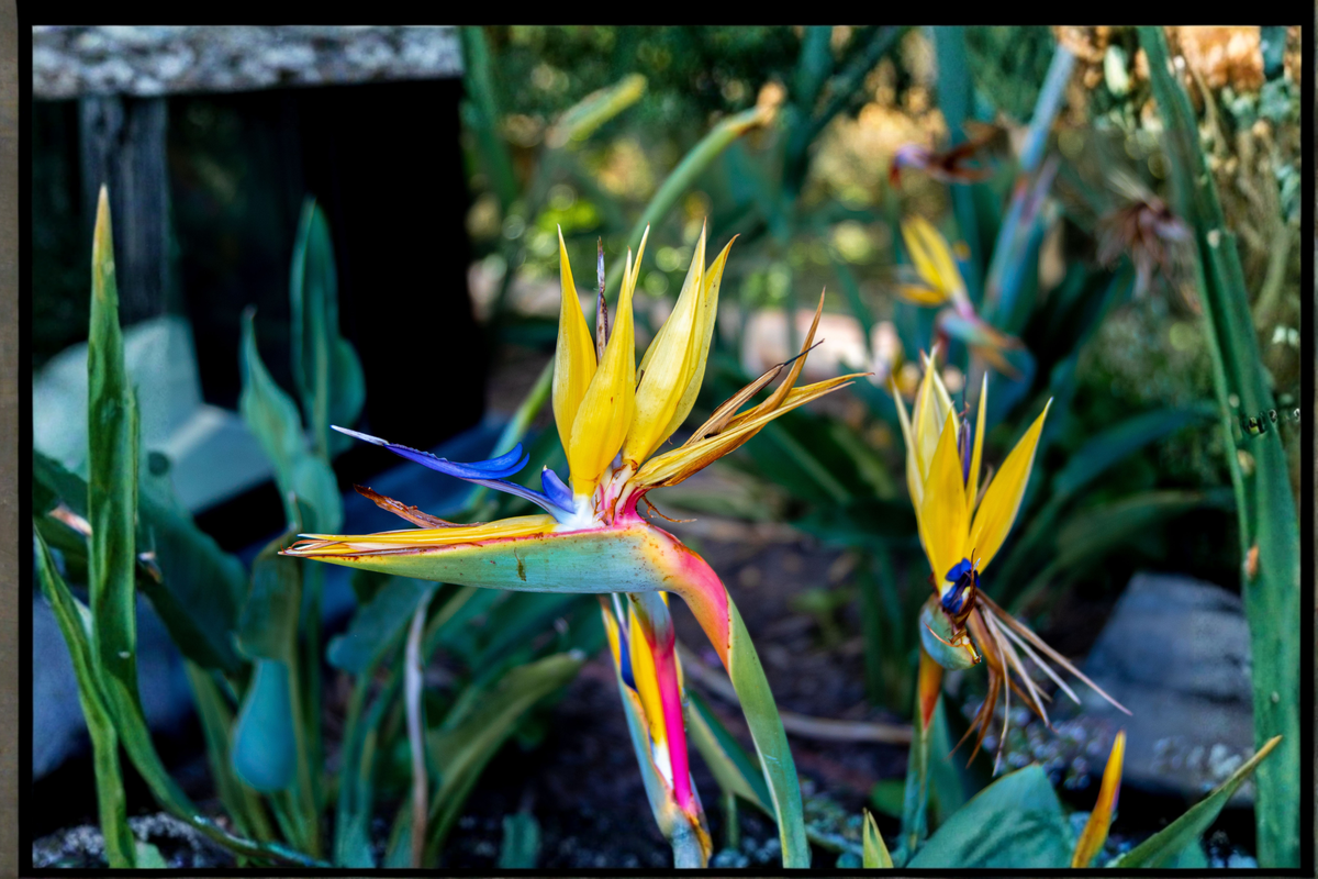 Mandela's Gold Bird of Paradise Starter Plant (Strelitzia reginae 'Mandela's Gold')