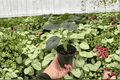 Alocasia melo 'Rugosa' Live Plant Pair in 4-Inch Pots – 2 Exact Plants