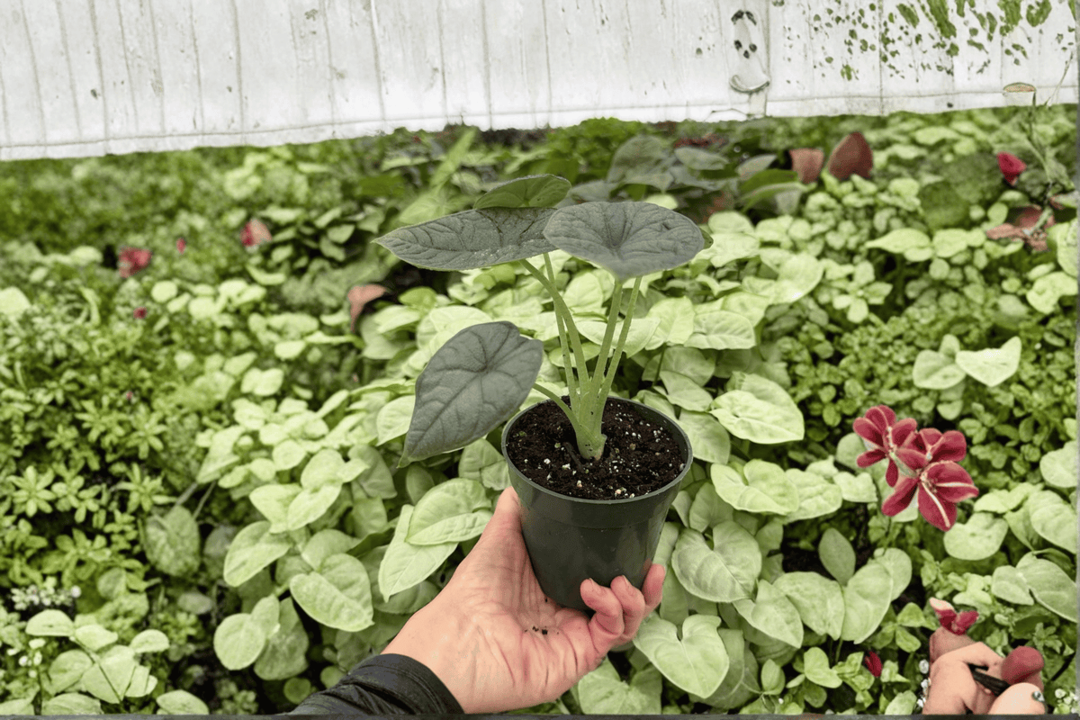 Alocasia melo 'Rugosa' Live Plant Pair in 4-Inch Pots – 2 Exact Plants