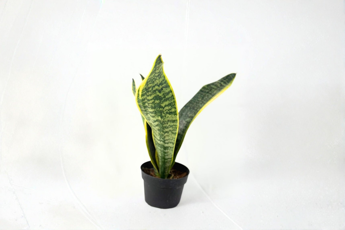 Sansevieria Laurentii Live Snake Plant in 4 Inch Pot - Rooted, Ready for Display
