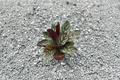 Calathea Ornata Pinstripe Calathea Live Starter Plant or Rooted Cutting