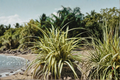 Variegated Zebra Spider Plant, Chlorophytum comosum 'Variegatum' - 4-Inch Pot