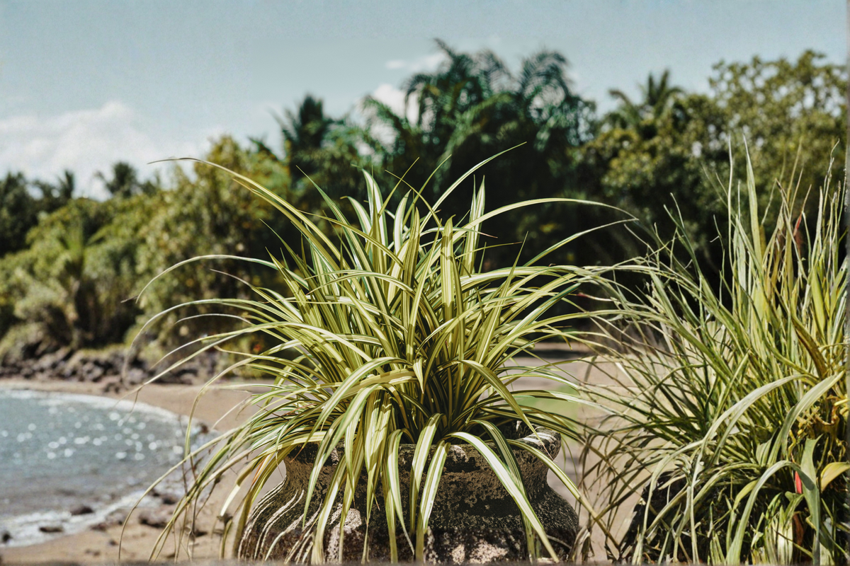 Variegated Zebra Spider Plant, Chlorophytum comosum 'Variegatum' - 4-Inch Pot