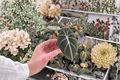 Alocasia Black Velvet Reginula XL Starter Plants - 2 Bare Root (Alocasia reginula)