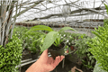 Philodendron panduriforme - 2 Bare-Root Live Plants in 4-Inch Pots (No Pots Included)
