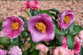Japanese Camellia 'Grape Soda' 1 Gal Live Plant | Camellia japonica Evergreen Flowering Shrub