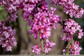 Redbud Tree Cercis canadensis Live Starter Plant - 1 to 2 Years, ~16+ Inches