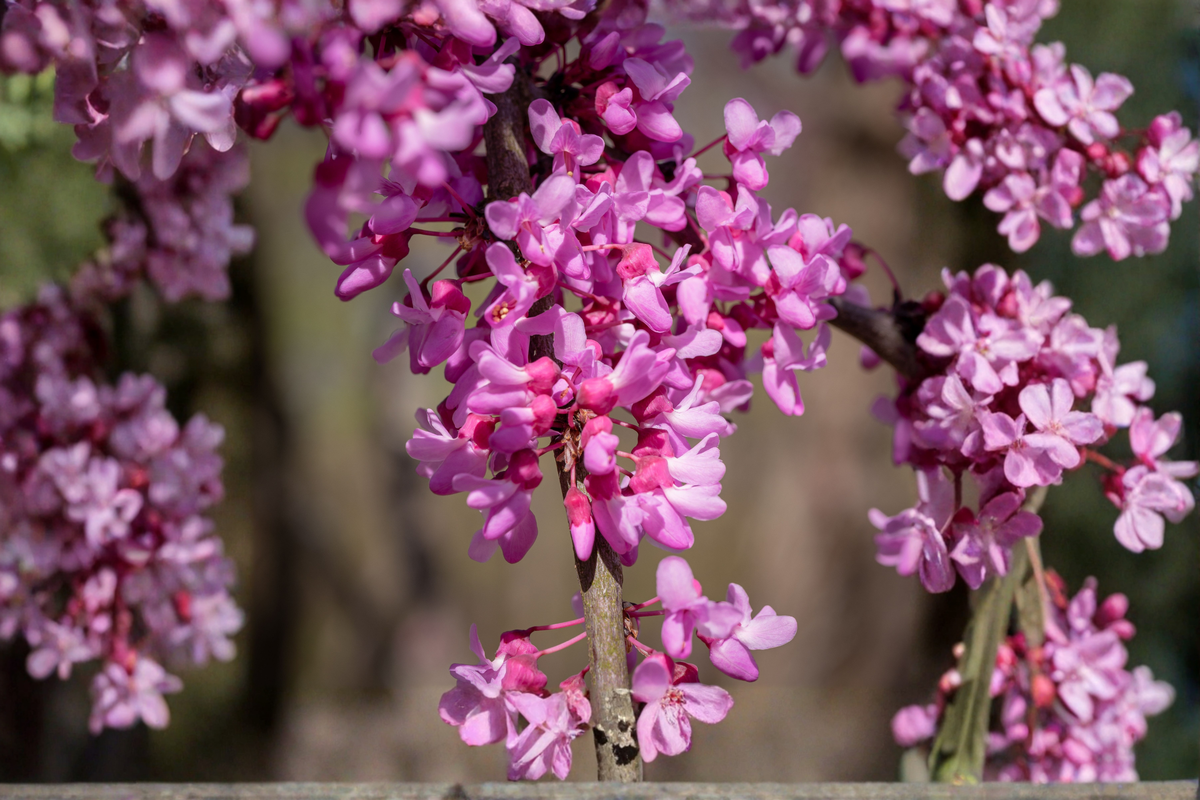Redbud Tree Cercis canadensis Live Starter Plant - 1 to 2 Years, ~16+ Inches