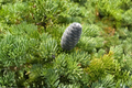 Subalpine Fir Live Plant - Abies lasiocarpa, 1 Gallon Pot, ~10" Tall