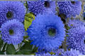 Blue Sunflower Seeds - 10 Pack | Helianthus annuus, Blue Bloom