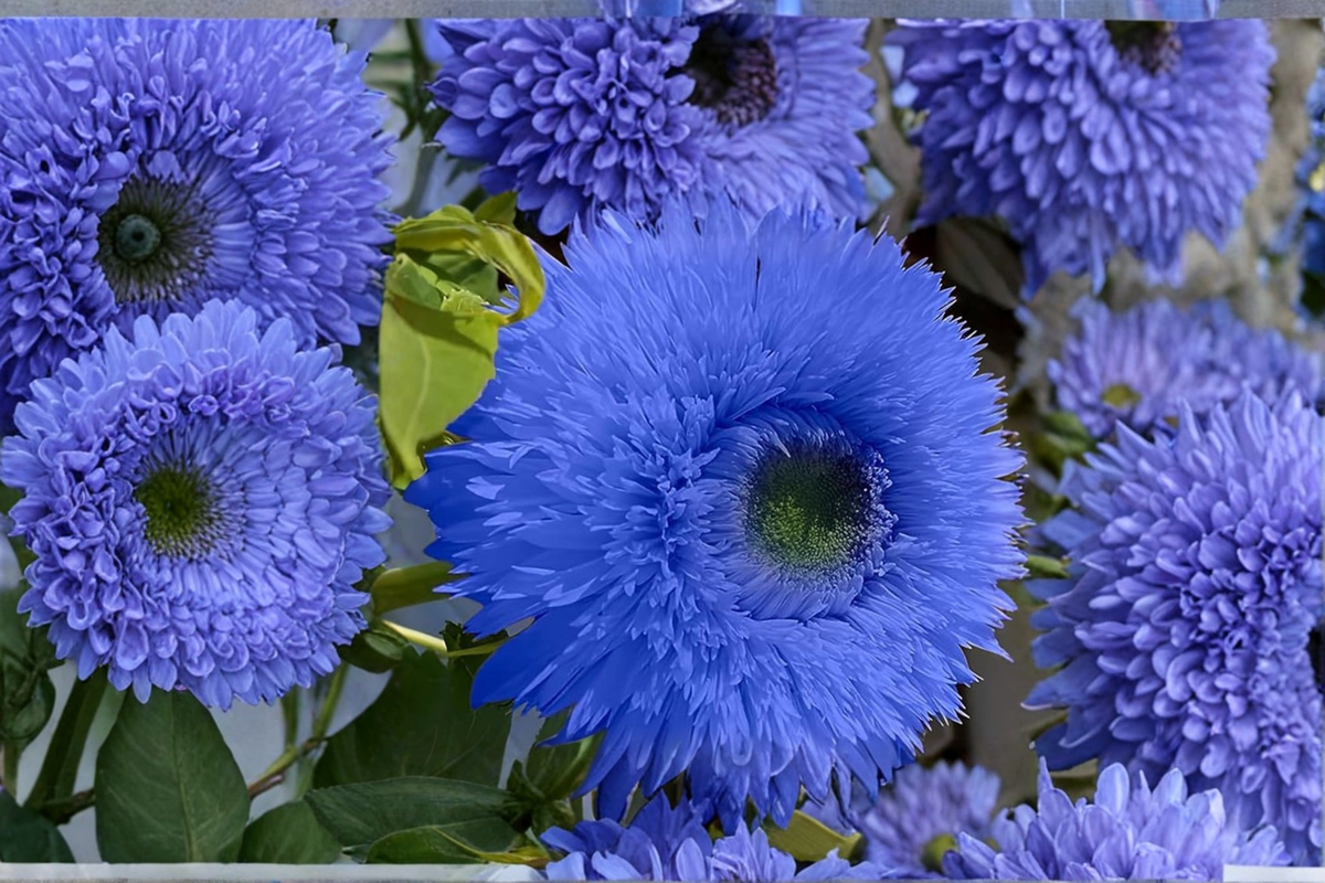 Blue Sunflower Seeds - 10 Pack | Helianthus annuus, Blue Bloom
