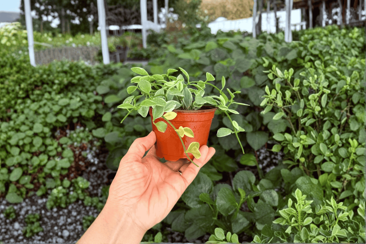 Dischidia Oiantha - 2 Live Plants in 4-Inch Pots