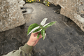 Philodendron erubescens 'White Princess' Starter Plants (2) – Bare Root