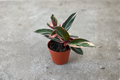 Stromanthe Triostar Live Plant | Pink White Green Foliage | 2-6" Pots