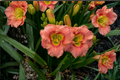 Elegant Candy Daylily Bare Root Plants | 3 Pink Perennial Hemerocallis
