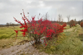 Winterberry Maryland Beauty - 12" Female Ilex verticillata Live Plant in 1 Gallon Pot