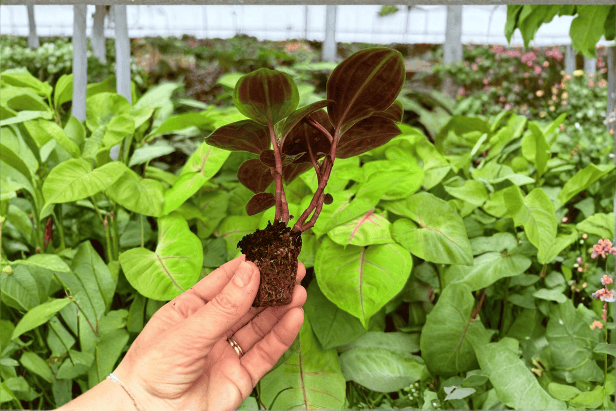 Geogenanthus Poeppigii Starter Plants - 2 Live Plants, 2-inch Nursery-Pot Form