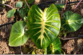 Waikiki Elephant Ear Live Starter Plant – Colocasia esculenta (Waikiki)