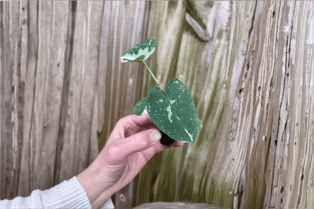 Colocasia Milky Way Ele Paio Starter Plants - 2 Live Bare-Root