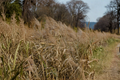 Karl Foerster Feather Reed Grass Live Plant 1–2 ft Tall | Calamagrostis × acutiflora 'Karl Foerster'