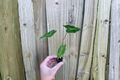 Alocasia Sarian Starter Plants (2) – Bare Root in Protective Soil Pods