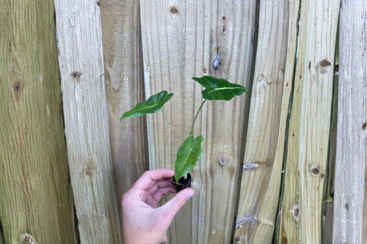 Alocasia Sarian Starter Plants (2) – Bare Root in Protective Soil Pods