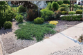 Blue Rug Juniper (Juniperus horizontalis) - 10 Live Starter Plants