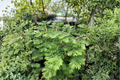 Bonsai Dawn Redwood Metasequoia glyptostroboides ‘Bonsai’ – 8 Inch Grafted Live Plant