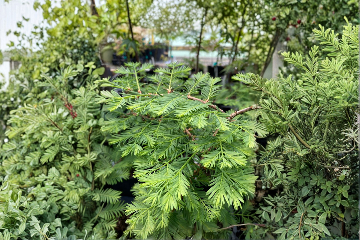 Bonsai Dawn Redwood Metasequoia glyptostroboides ‘Bonsai’ – 8 Inch Grafted Live Plant