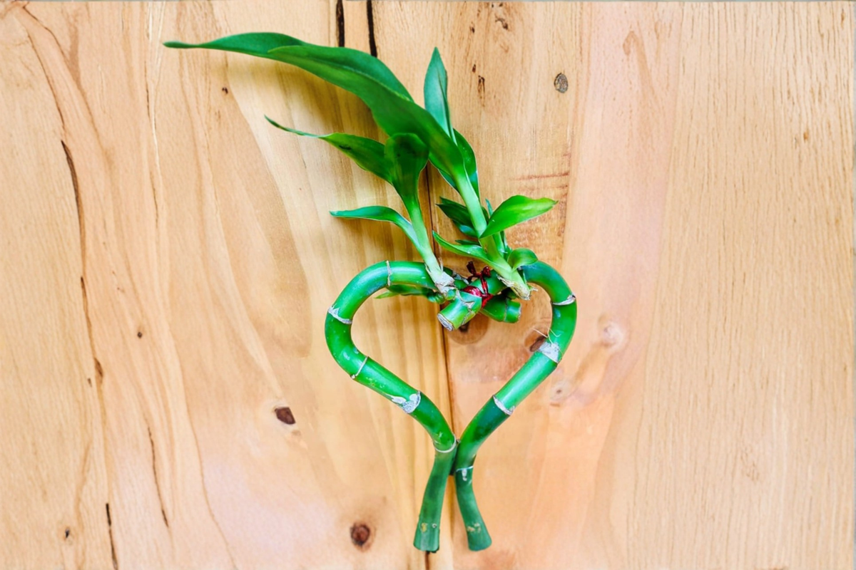 Lucky Bamboo Heart Plant (Dracaena sanderiana) Starter | Hydroponic or Water Growing