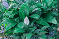 Peace Lily Live Houseplant – 4 Inch Pot | Rooted Spathiphyllum