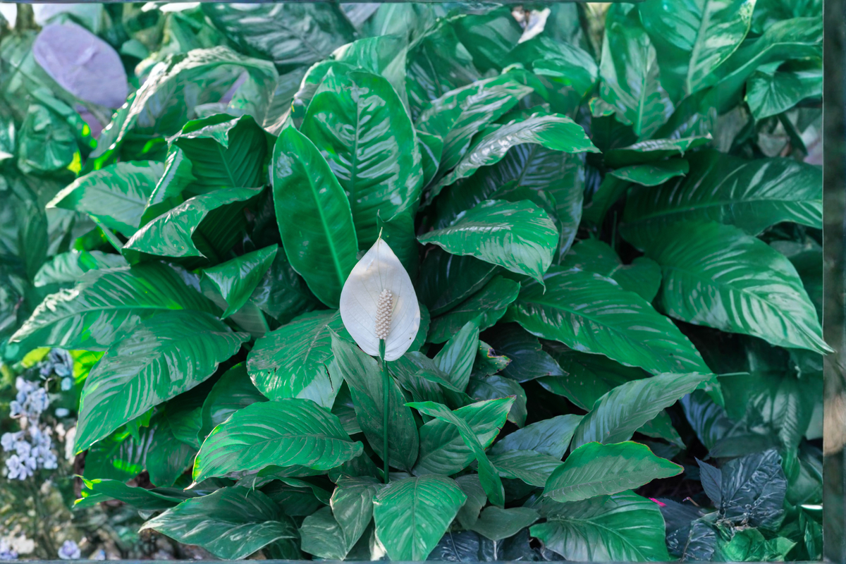 Peace Lily Live Houseplant – 4 Inch Pot | Rooted Spathiphyllum