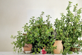 Gold Variegated Lemon Thyme Live Plant - Organic Perennial Herb, 5 Inch Rooted