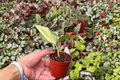 Philodendron Cream Splash Starter Plants – 2 Bare Root Cuttings
