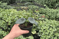 Alocasia Dragon Wings (Dragon Scale x Scalprum) – 2 Live Plants in 4-Inch Pots