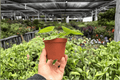 Anthurium Dorayaki x MBR 2 Live Plants in 4-Inch Pots