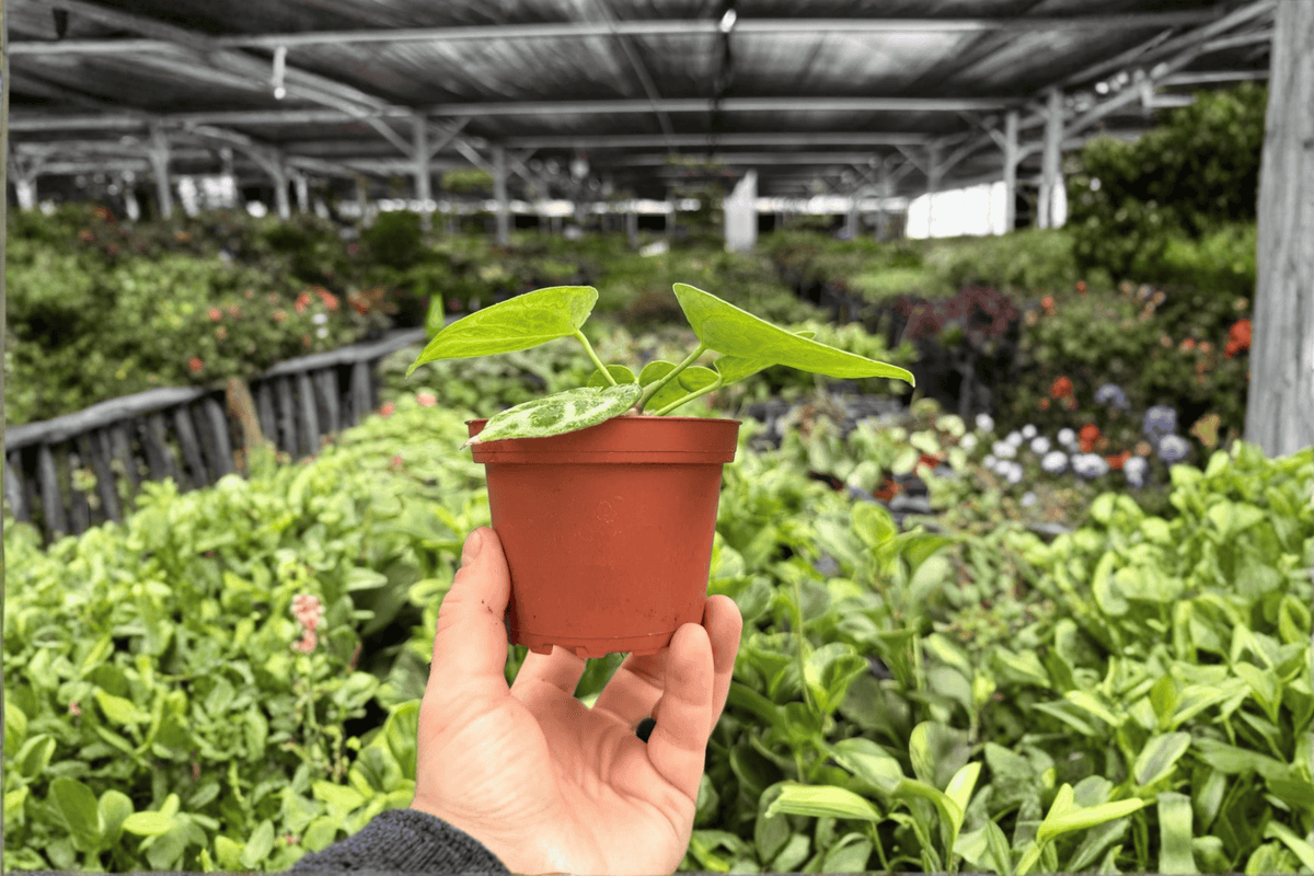 Anthurium Dorayaki x MBR 2 Live Plants in 4-Inch Pots