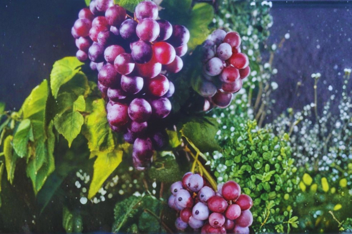 Black Lane Muscadine Grape Vine - 3 Gal Live Plant, Vitis rotundifolia