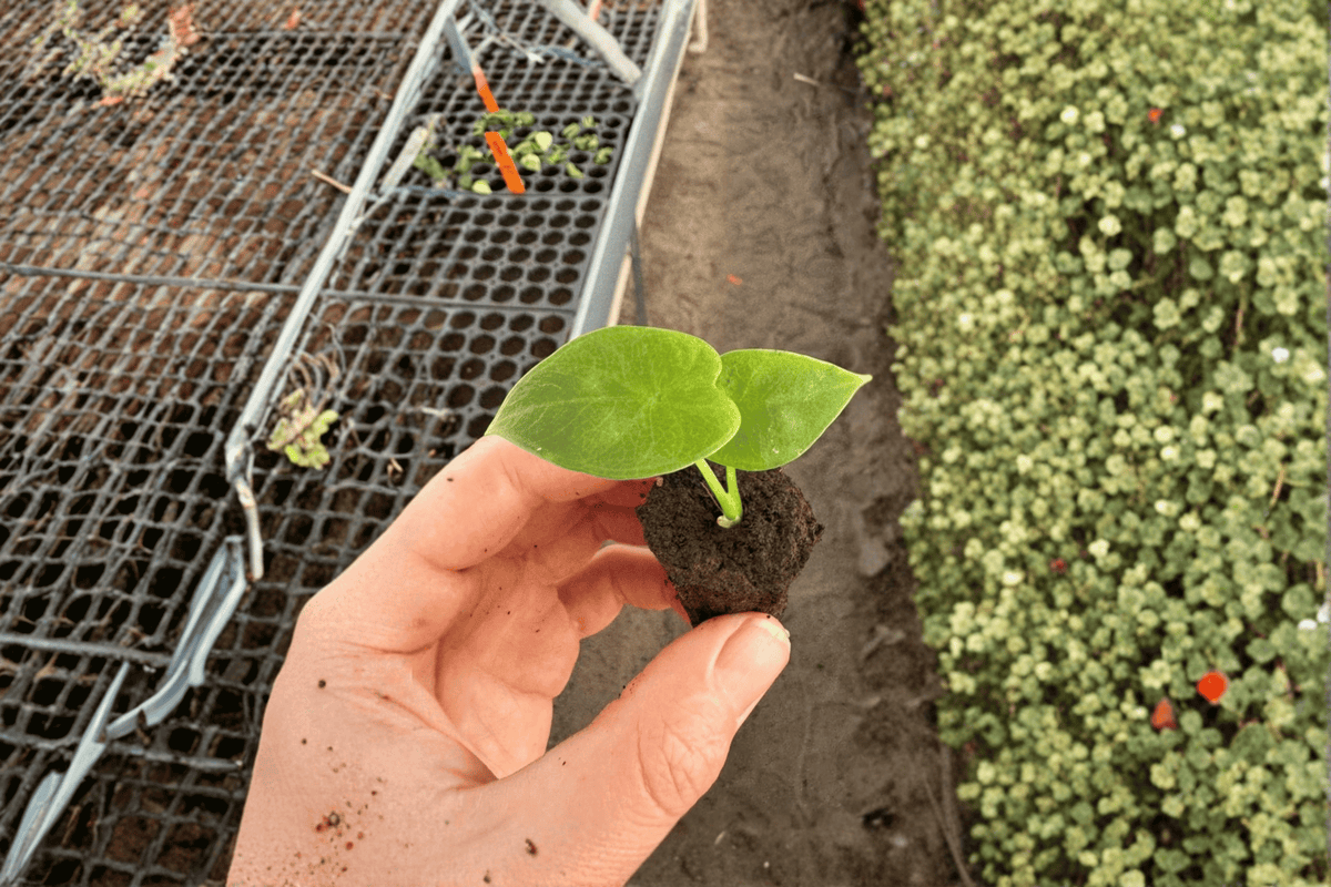 Alocasia Lukiwan Starter Plants (2) Bare Root | Tropical Rhizomatous Houseplant