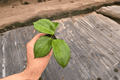 Hoya quinquenervia Starter Plants (2) Bare Root – Tropical Vining Houseplant