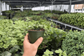 Hoya curtisii - 2 Live Plants in 4-Inch Pots (Exact Plants)