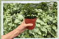 Nematanthus Goldfish Tropicana - 2 Bare Root Starter Plants (2 Plants)