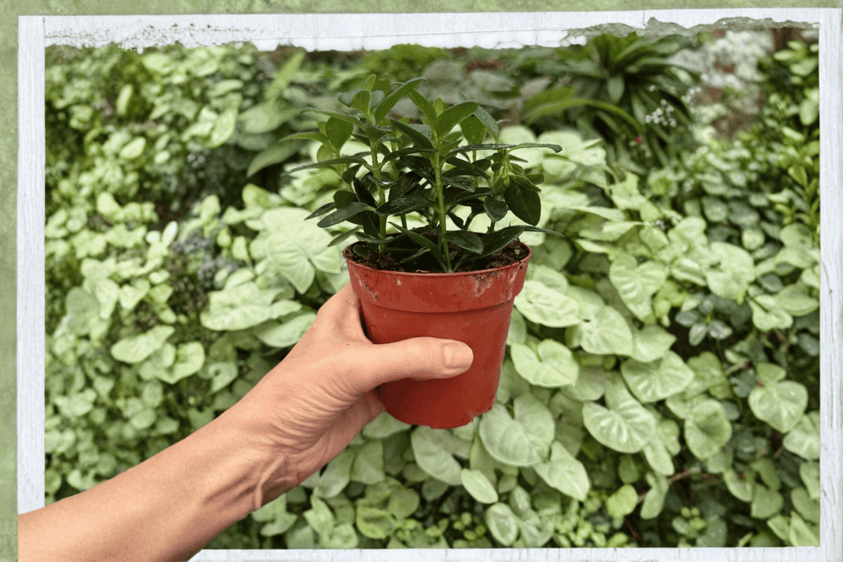 Nematanthus Goldfish Tropicana - 2 Bare Root Starter Plants (2 Plants)